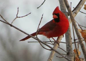 4 Keys to Bird ID: Resource for Birding and FeederWatch
