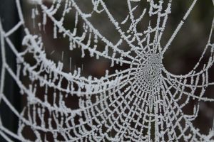 Some Spiders Make Antifreeze, says U. Wisconsin-Green Bay Prof