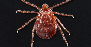 The nightmarish Asian longhorned tick has invaded the U.S.—and it can reproduce without mating (Popular Science)
